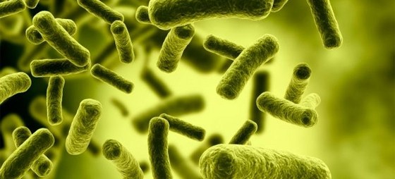 cat_bacterias